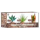 NOPALIA® Kit Plantes Grasses & Aloe Vera à Faire Pousser – Succulentes Agave, Carpobrotus & Aloe Vera – Cadeau Écologique – Mini Jardin DIY – Décoration Maison, Bureau – cadeau noel original