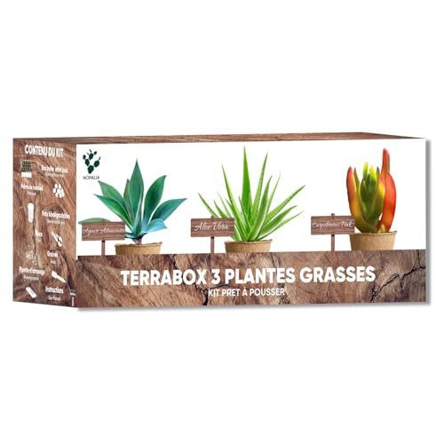 NOPALIA® Kit de Plantas Suculentas y Aloe Vera – Cultiva Tu Propio Mini Jardín – Agave, Carpobrotus y Aloe Vera – Regalo Ecológico y Original – Decoración para Casa y Oficina – DIY