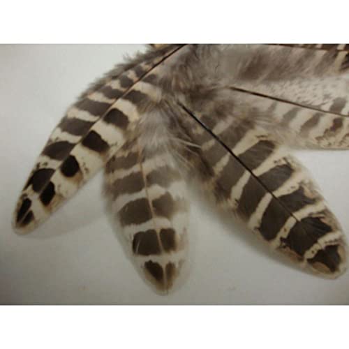 20 Pcs Ringneck Pheasant Inner Tail Feather Plumage