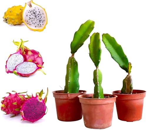 Image of Live Dragon Fruit Combo - Yellow, White & Red Varieties | Rare Cactus Fruit Plants for Home Garden | Fast Growing Pitaya | Organic Superfood | 3 Live Plants