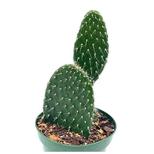 Aaron's-Beard Prickley Pear, Opuntia Leucotricha, Rare Cactus, 4 Inch Pot, Well Rooted #TOP10