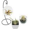Air Plants Tillandsia Collection of 5 Easy Houseplants for Beginners Small to Medium 1.5-6+