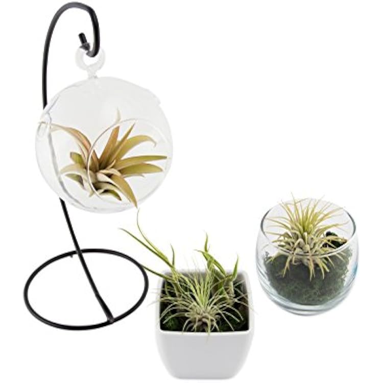 Air Plants Tillandsia Collection of 5 Easy Houseplants for Beginners Small to Medium 1.5-6+
