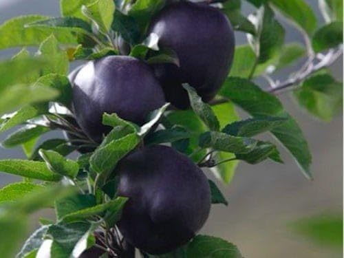 GreenWorld Individul, Special, Black Apple Plants, (Grafted), Pack Of 1 Healthy Live Plant, (B0CB35YXXW) Amazon Price History, Amazon Price Tracker