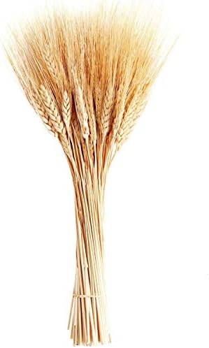 June Fox Dried Wheat Stalks, 100 Stems Wheat Sheaves for Decorating Wedding Table Home Kitchen (15.7 Inches)