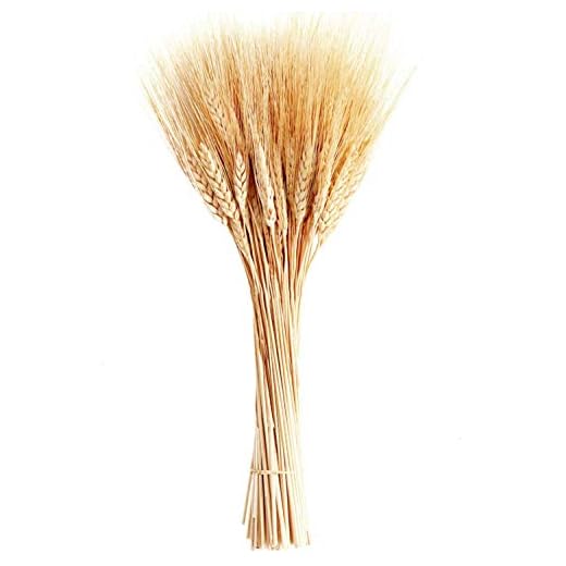 June Fox Dried Wheat Stalks, 100 Stems Wheat Sheaves for Decorating Wedding Table Home Kitchen (15.7 Inches)