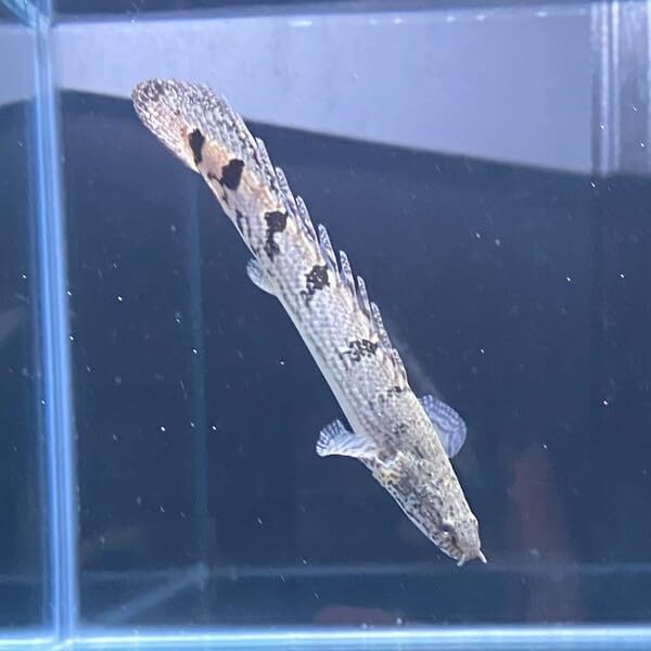 ポリプテルス デルヘッジィ 約9-13cm 1匹 (東南アジアブリード)※選別不可 - 3