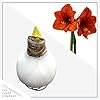 Waxed Amaryllis Bulb - White - Easy Care, No Watering Needed - Beautiful Live Décor #5
