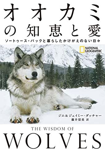 オオカミの知恵と愛 : ソートゥース・パックと暮らしたかけがえのない日々の表紙