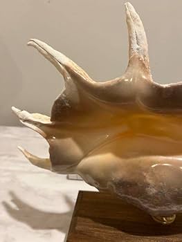 Amazon.co.jp: クモガイ 標本 貝殻 インテリア アート