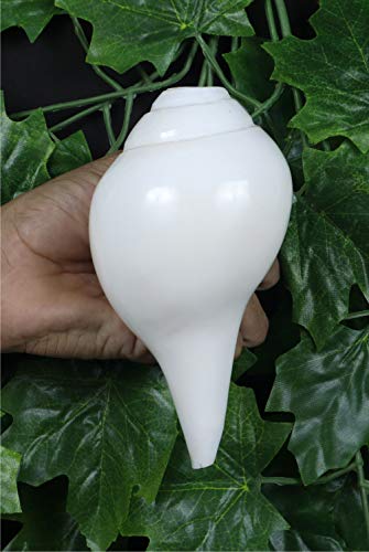 Ashirwad Genuine Blowing Shankh Vamavarti Dattatreya - Conch Shells - Puja Ritual - Plain Pooja Shankh - Shankhnaad (Shankh-15) #TOP4