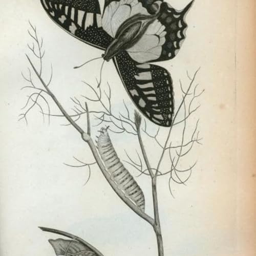 BO #131 : Demain, c&rsquo;est comment ? La notion du lendemain dans le rap fran&ccedil;ais copertina