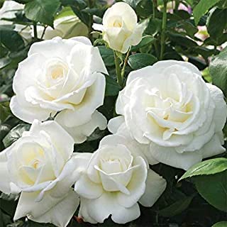 See full amazon price history chart for Gurveplantationi® Rose Flower Plant Healthy Live Variety Roses with Pot. (Rose Flower Plant, White) Gurveplantationi® Rose Flower Plant Healthy Live Variety Roses with Pot. (Rose Flower Plant, White) (B0B5ZYSVM5) Amazon Price History, Amazon Price Tracker