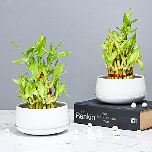 Pot's & Plant's Metal Planter Pot for Indoor Plants & Flowers Table Top Planter for Living Room, Home Decor, Terrace, Balcony & Home Gardening (Matte White with Drain Plate, 2)