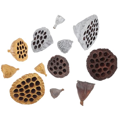 12 piezas de semillas de loto secas naturales para decoración miniatura 1