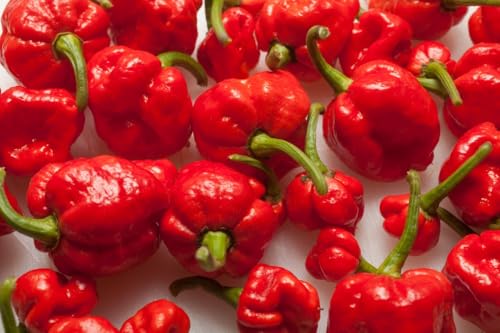 Semi di Trinidad Moruga Scorpion Rosso, Peperoncino Piccantissimo, Confezione da 15 Semi