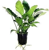 Mainam Anubias Barteri VAR. Barteri Potted Live Aquarium Plant Decorations Easy Beginner