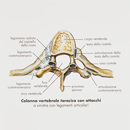 3B Scientific Lehrtaffel - La colonna vertebrale - Italienisch