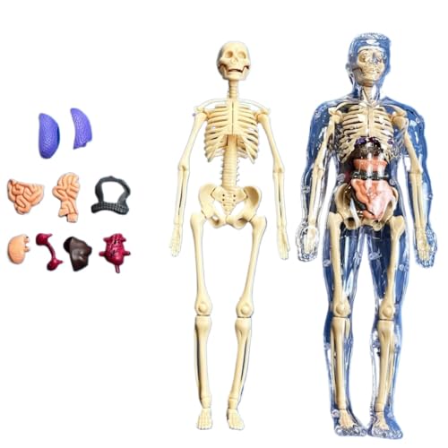 Bianstarl̖͌^ lԂ̑ if 3D l̉Uf O\ l̓ Uw XPgf Ëpi qp 瓹 c[ Cxg t@~[ ƒp   낢 wKLbg  (A) [