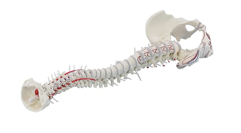 Erler-Zimmer 4011/1 Spinal Model with Muscle Markings