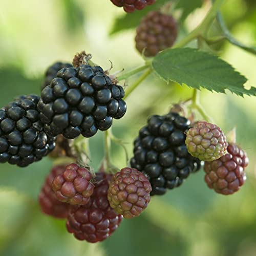 BlackBerry Plant 'Thornless Evergreen' Rubus fruticosus Evergreen Hardy Shrub No Thorns Black Berries Easy to Grow Your Own Garden Autumn Fruits 1x 3-Litre Plant by Thompson & Morgan (1)