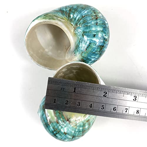 Image of Heyiwell 2PC Large Jade Green Turbo Shell,Hermit Crab Shell &Turbo Shells Hermit Crab Supplies for Decor 2.5 inch~ 3.5 inch Inch