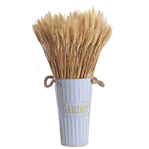 100 unidades de 40 cm de picos de trigo secados naturalmente flores secas naturais para lareira, casa, cozinha, mesa de igreja, casamento cor primária