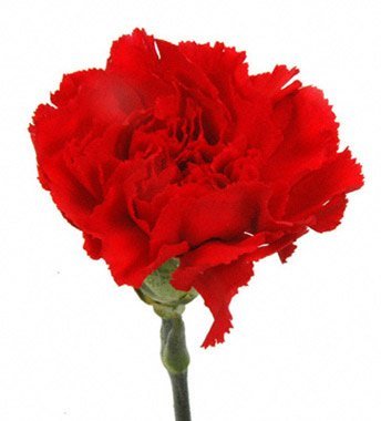 Eflowerwholesale Cut Flowers - Red Carnations cover