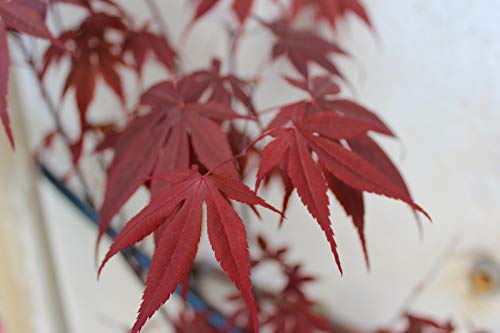 Semi di acero giapponese viola (Acer palmatum Atropurpureum) (30)