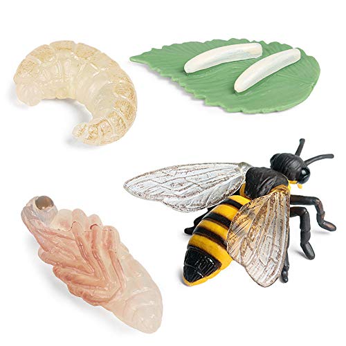 Insect Bee Growth Cycle Figurine Bee Life Cycle Model - 4 Piece Set Shows Life Cycle of A Cute Bee