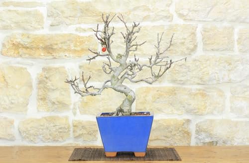 Bonsái de manzano silvestre (129)