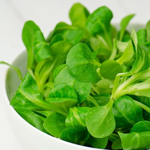 canónigos interior de invierno resistentes balcón resistentes 1000pcs