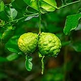 Semillas de lima kaffir - Semillas exóticas resistentes decoración del balcón 10pcs