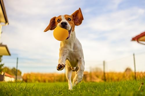 OllyDog-Happy-Camper-Ball-Solid-Rubber-Bouncy-Ball-for-Dog-Aggressive-Chewers-Natural-Rubber-for-Dogs-Under-50lbs-25-Inches-Diameter-Mango