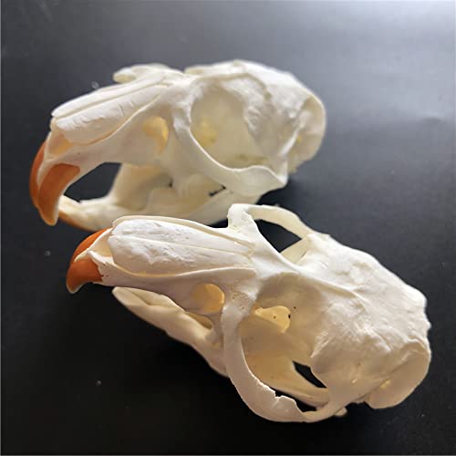 BicBugs Tagesoidea nigrofasciata Yellow Black Green Stick Bug Female Malaysia Framed