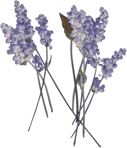 10 piezas flores secas prensadas naturales lila para decoración miniatura 4
