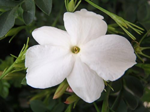 Amazon ジャスミン ホワイトプリンセス 観葉植物 オンライン通販