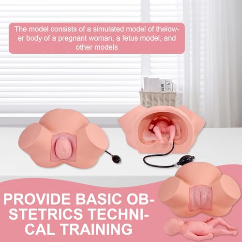 Image of Birth Midwifery Training Model Simulator, Life Size Midwifery Mannequin Childbirth Demonstration Obstetrics Gynecology Normal Abnormal Fetal Positions Delivery Maternity Manikin for Teaching Medical