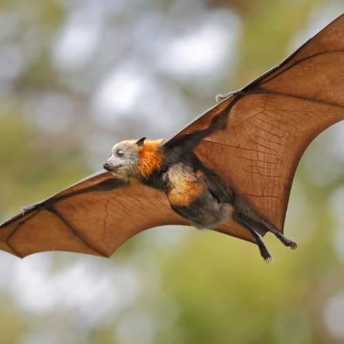『Mackay health officials alarmed at flying fox scratches, bites』のカバーアート