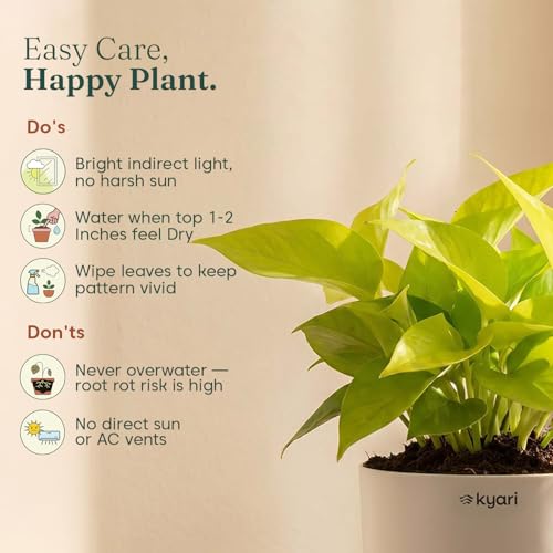 Image of Kyari Golden Money Plant Indoor Live Plant with Green Self Watering Pot 4 Inch - Money Plant Indoor Live Plant with Pot for Home, Living Room - Lucky Vastu Air Purifying Plant