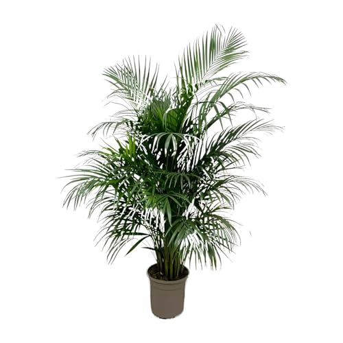 Dypsis Lutescens (palma Areca) - 125-140cm - Ø21-24cm - Pianta d'appartamento - Sempreverde