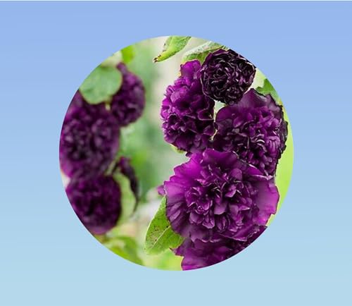 20 graines de Rose Tremiere Violet - Alcea rosea double fleur