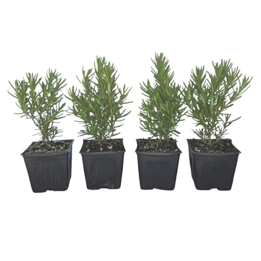 Live Rosemary ARP Herb - Pack of 4