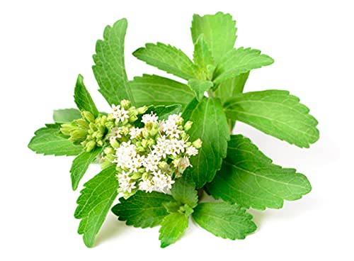 Stevia Herb Seeds For Home Terrace And Kitchen Indoor Outdoor Gardening Planting (Pack Of 100 Seeds)