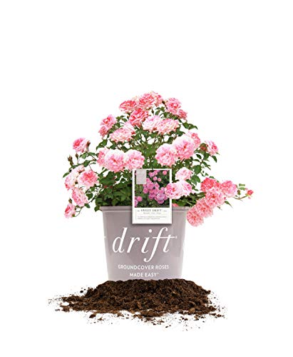 Sweet Drift 1 Gallon