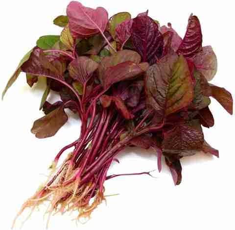 Desi Lal Bhaji Seeds for Terrace and Balcony Gardens – Red Amaranth Variety for Fresh Leafy Home Harvests, Pack of 25g-image-24