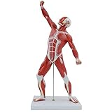 ➤ [Verwendungsvielfalt] - Dieses 3D-Modell für die Anatomie des menschlichen Körpers ist ein großartiges Werkzeug zum Studium und Lehren der Anatomie. Diese Muskelstruktur kann leicht für medizinische Studienzwecke, Kunstreferenzen und Halloween-Dekorationen im Freien und in Innenräumen dekoriert und verändert werden.