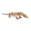 Monitor Lizard