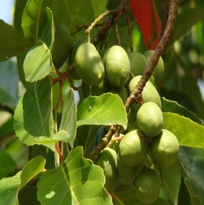 Natura GreenHouse Desi Olive Plant Hybrid Air layering hybrid fruit plant - 1 Healthy Live Jalpai Fruit Plant 1.5-2 Ft Height in Nursery Grow Bag for Home Garden (B0CGJ8PS5V) Amazon Price History, Amazon Price Tracker