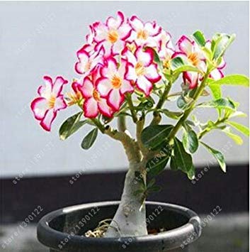10 plants/bag bonsai flower multicolored calla lily, Calla type seeds, pure love potted balcony, planting is simple: Only Seeds